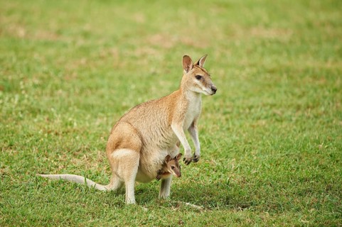 Agile wallaby (Macropus agilis)