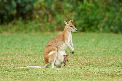 Agile wallaby (Macropus agilis)