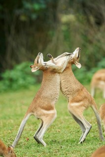 Wallabies (Macropus agilis) fighting on a meadow