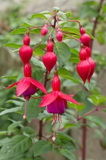 Flowering Fuchsia (Fuchsia)