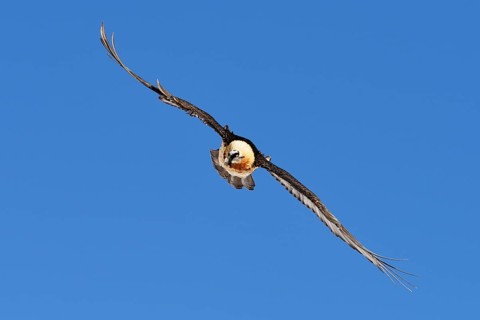 Bearded Vulture (Gypaetus barbatus) gliding