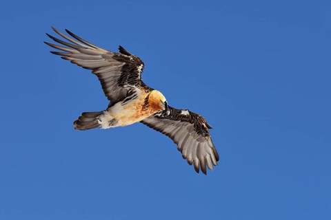 Bearded Vulture (Gypaetus barbatus) gliding