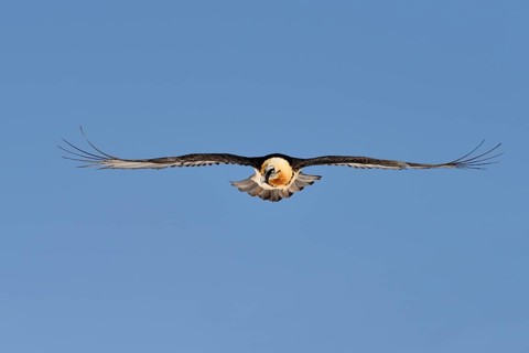 Bearded Vulture (Gypaetus barbatus) gliding