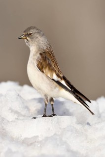 White.winged snow finch (Montifringilla nivalis) in snow