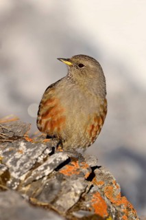 Alpine Accentor (Prunella collaris) sitting on rock