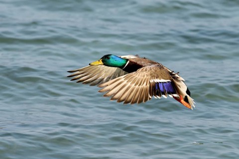 Mallard (Anas platyrhynchos) drake in flight