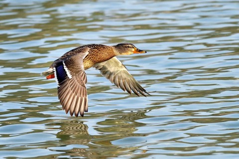 Mallard (Anas platyrhynchos) female in flight
