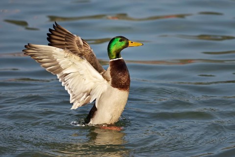 Mallard (Anas platyrhynchos) drake shaking the wings