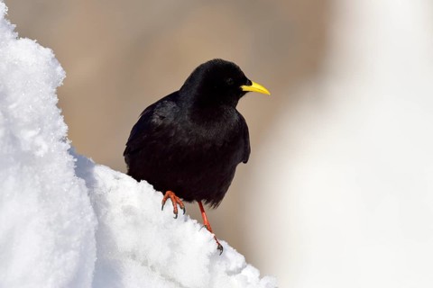 Alpine chough (Pyrrhocorax graculus) sitting in snow