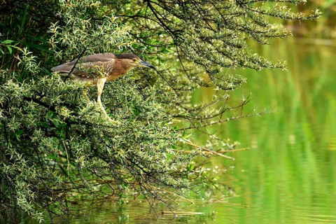 Young Black-Crowned Night Heron (Nycticorax nycticorax) on the lookout