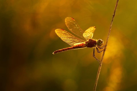 Spotted darter (Sympetrum depressiusculum)