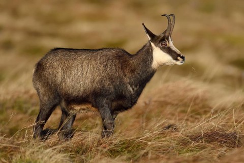 Chamois (Rupicapra rupicapra)