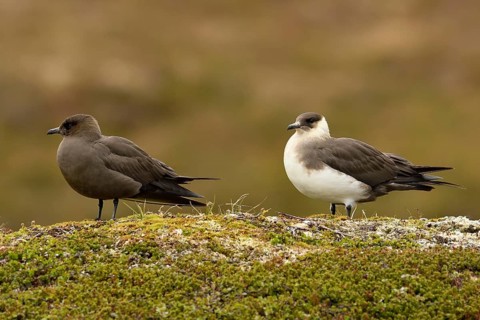 Arctic skua (Stercorarius parasiticus)