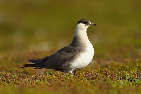 Arctic skua (Stercorarius parasiticus)