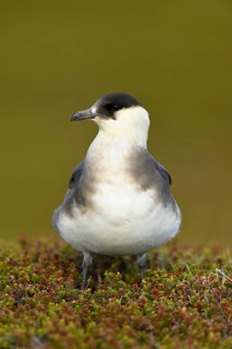 Arctic skua (Stercorarius parasiticus)
