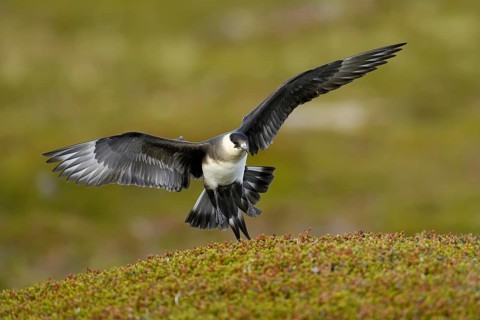 Arctic skua (Stercorarius parasiticus)
