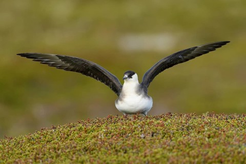 Arctic skua (Stercorarius parasiticus)