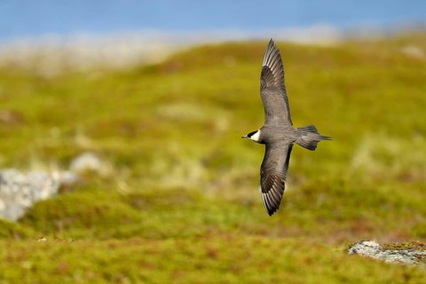 Arctic skua (Stercorarius parasiticus)