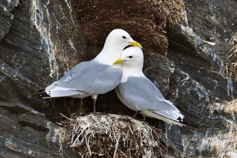 Kittiwakes (Larus tridactyla)