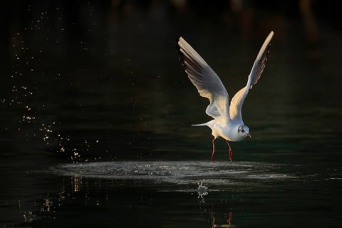 Black-headed gull (Larus ridibundus) in departure over water