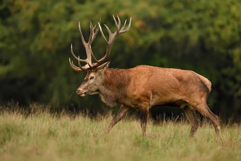 Kapitaler red deer (Cervus elaphus)