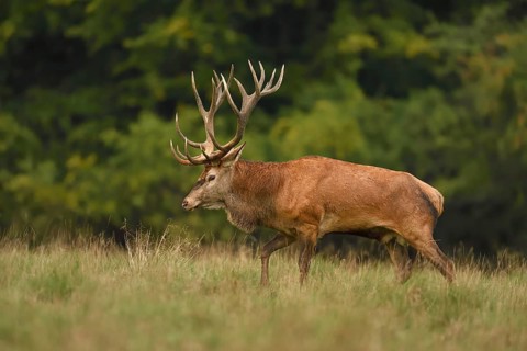 Kapitaler red deer (Cervus elaphus)