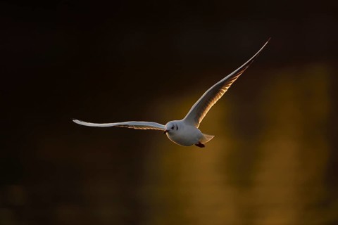 Black-headed gull (Larus ridibundus) in flight