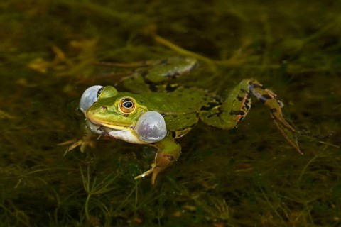 Water frog (rana esculenta)