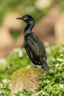 Common shag (Phalacrocorax aristotelis)