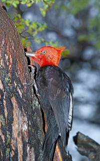 Male Magellanic Woodpecker (Compephilus magellanicus)