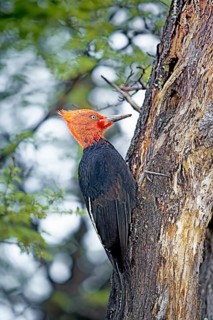 Male Magellanic Woodpecker (Compephilus magellanicus)
