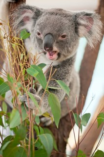 Koala (Phascolarctos cinereus) eating leaves
