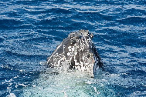 Humpback whale (Megaptera novaeangliae) adult surfacing