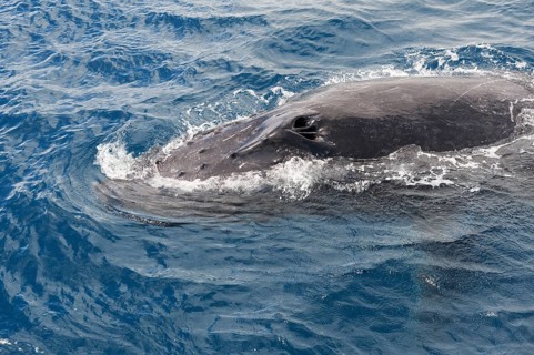Humpback whale (Megaptera novaeangliae) adult surfacing