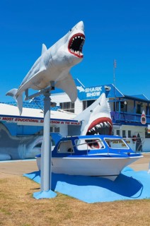 Great White Shark Exhibition