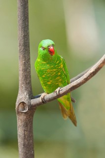 Scaly breasted lorikeet (Trichoglossus chlorolepidotus) sitting on a twig