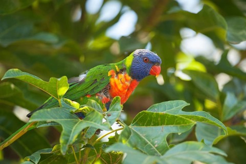 Rainbow Lorikeet