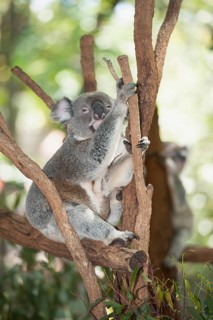 Koala (Phascolarctos cinereus) sleeping on a tree