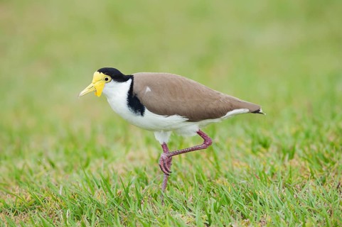 Masked Lapwing (Vanellus miles)