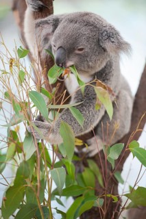 Koala (Phascolarctos cinereus) eating leaves