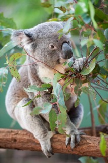 Koala (Phascolarctos cinereus) eating leaves
