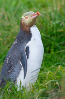Yellow-eyed Penguin (Megadyptes antipodes) in grass