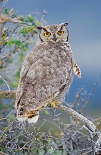 Magellanic horned owl (Bubo magellanicus) sitting on a tree
