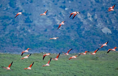 Chilean flamingos (Phoenicopterus chilensis) in flight
