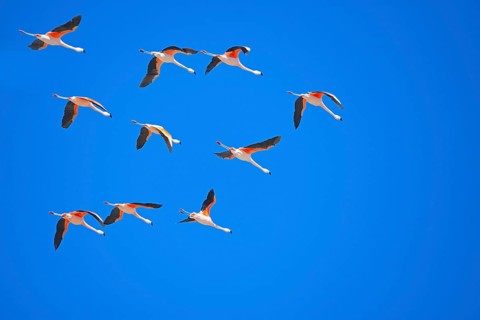 Chilean flamingos (Phoenicopterus chilensis) in flight