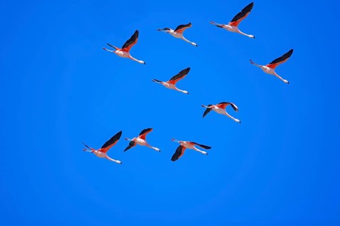 Chilean flamingos (Phoenicopterus chilensis) in flight