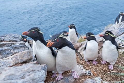 Group of rockhopper penguins (Eudyptes chrysocome) on a rock