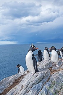 Group of rockhopper penguins (Eudyptes chrysocome) on a rock