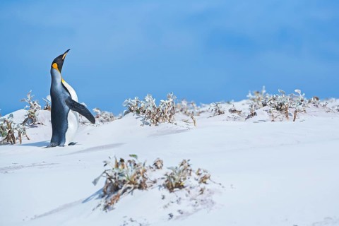 King penguin (Aptenodytes patagonicus)