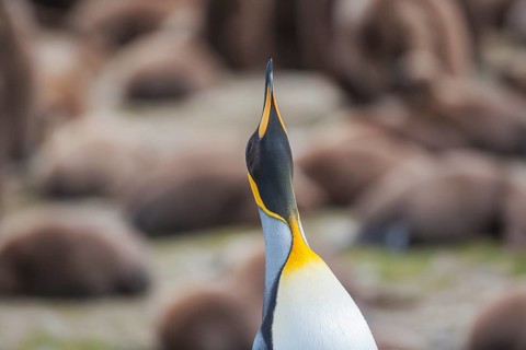King penguin (Aptenodytes patagonicus)